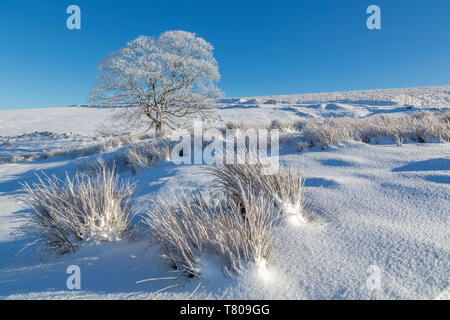 Vista panorámica del árbol congelado en el paisaje cubierto de nieve cerca de Buxton, alto pico, Derbyshire, Inglaterra, Reino Unido, Europa