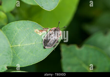 Vadnais Heights, Minnesota. John H. Allison en margen del bosque Carrion Beetle; Oiceoptoma noveboracense descansando sobre una hoja. Foto de stock
