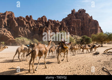 Caravana de camellos, Guelta d'Archei waterhole, la meseta de Ennedi, Sitio del Patrimonio Mundial de la UNESCO, el Chad, África Foto de stock