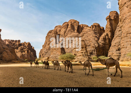 Animales en un abrevadero en un anfiteatro de roca, la Meseta de Ennedi, Sitio del Patrimonio Mundial de la UNESCO, la región de Ennedi, Chad, África Foto de stock