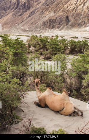 Camellos domésticos en el valle de Nubra en Ladakh Foto de stock