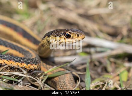 Garter Snake común (Thamnophis sirtalis) en el pasto, cerca, Iowa, EE.UU. Foto de stock