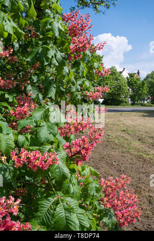 Caballo rojo castaño (Aesculus carnea, Aesculus X carnea, una especie de híbrido fértil) con flores de color rojo o rosa durante el mes de mayo, primavera de la floración, UK Foto de stock
