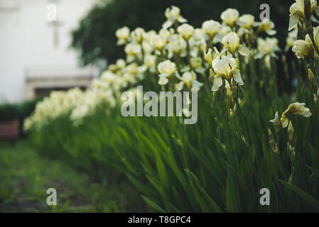 Iris flor que florece en el patio de la iglesia Foto de stock