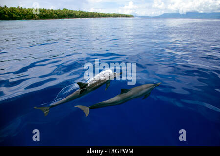 Delfines, Stenella longirostris, Ant Atoll, Pohnpei, Estados Federados de Micronesia