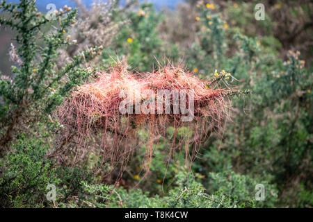La Cuscuta epithymum, una planta parásita asignado a la familia Cuscutaceae o Convolvulaceae, Asturias, España Foto de stock