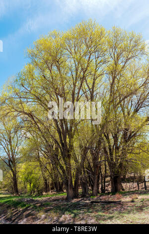 Árbol de chopo (Populus deltoides) en nueva primavera verde; bloom Vandaveer Ranch; Salida, Colorado, EE.UU.