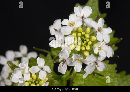 Gato-por-la-hedge o protegerse de ajo (Alliaria petiolata) blanco abierto parcialmente la cabeza de la flor y hojas, Berkshire, Abril