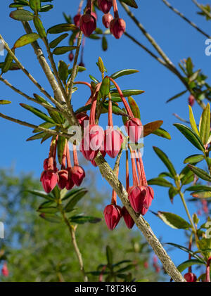 Linterna chileno Crinodendron hookerianum árbol Foto de stock