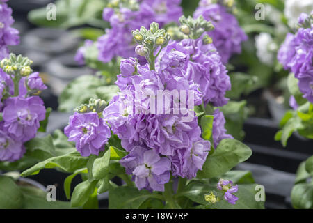 Púrpura claro alhelí Erysimum cheiri closeup con abundantes flores Foto de stock