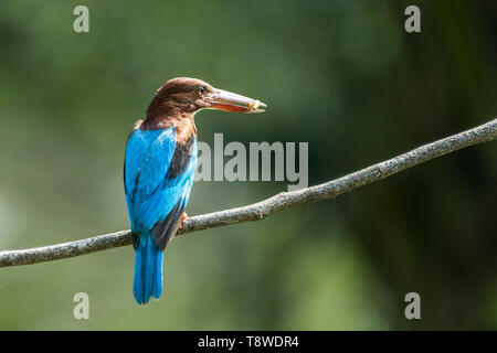 White-throated kingfisher (Halcyon smyrnensis) colgado y comer Foto de stock