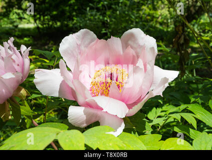 De peonía blanca y rosa, una gran flor del género Paeonia, creciendo en la primavera (Mayo) en West Sussex, Inglaterra, Reino Unido.