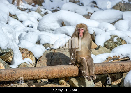 Mono De Nieve En La Nieve. Temporada De Invierno. El Macaco Japonés (nombre  Científico: Macaca Fuscata), También Conocido Como El Mono De Nieve. Fotos,  retratos, imágenes y fotografía de archivo libres de