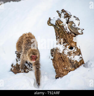 Mono de nieve sobre la nieve. La temporada de invierno. Los macacos  japoneses ( Nombre científico: Macaca fuscata), también conocido como el  mono de las nieves Fotografía de stock - Alamy