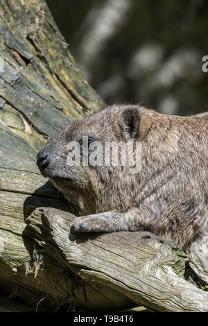 Rock hyrax / Cape hyrax / dassie (Procavia capensis) asoleándose en troncos de árboles, nativos de África y el Oriente Medio Foto de stock