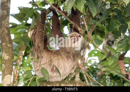 Hoffman dos dedos cada perezoso, descansando en un árbol, de la Selva, Costa Rica el 26 de marzo de 2019 Foto de stock