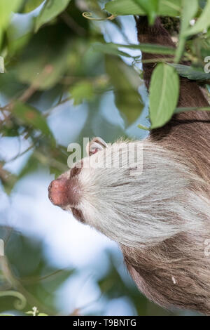 Hoffman dos dedos cada perezoso, descansando en un árbol, de la Selva, Costa Rica el 26 de marzo de 2019 Foto de stock
