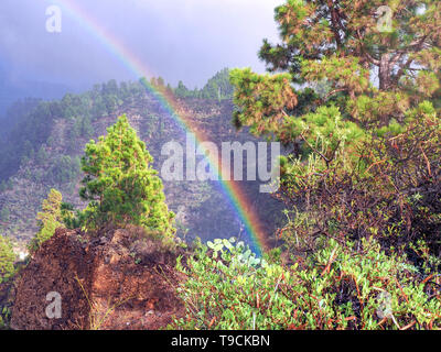 Rainbow fuerte en el bosque en La Palma, él va vertiginosamente del suelo elevado por encima de los árboles en el rocío cielo nublado Foto de stock