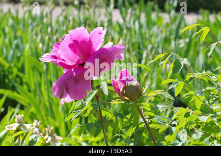 Strauchpfingstrose Reine Elisabeth - arbusto Peony de la variedad Reine Elisabeth en primavera Foto de stock