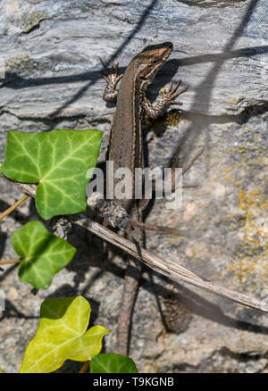 Biodiversidad (Podarcis muralis) en los sitios de viña del Valle de Mosel, Alemania Foto de stock