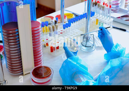 Placa de Petri. Laboratorio Microbiológico. Cultivos de hongos y moho. Investigación bacteriana