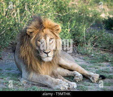 Retrato de un león macho dominante en su primer, Lago Ndutu, Tanzania