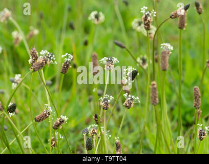 Llantén menor (Plantago lanceolata) en flor