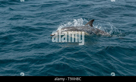 Delfín Común (Delphinus delphis), Tasmania Foto de stock