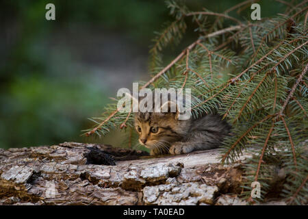 Gato Montés europeo (Felis silvestris) - gatito jugando en un tronco de árbol caído, escondiéndose bajo algunas ramas de abeto cercano a su guarida.