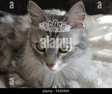 Retrato De Un Gato Angora Turco De Pura Raza Gris Fotografia De Stock Alamy