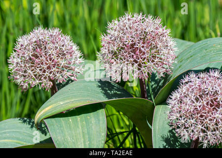 Allium karataviense / Allium cabulicum en flor, las especies asiáticas de cebolla Foto de stock