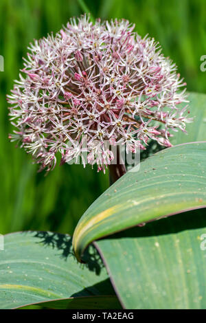 Allium karataviense / Allium cabulicum en flor, las especies asiáticas de cebolla Foto de stock