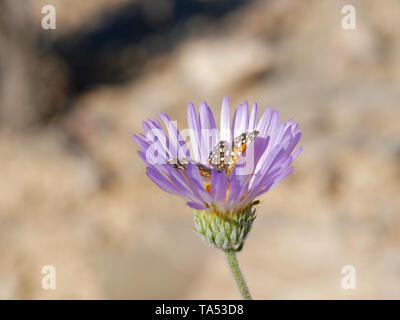 Painted Lady butterfly, Vanessa cardui, encaramado sobre la lavanda flor aster Mojave