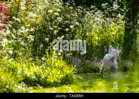Eric y Ernie, divertida comedia de nombres grandes de West Highland White Terrier dos hermanas, jugando en un jardín. Foto de stock