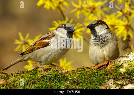 Gorrión (Passer domesticus). Dos machos adultos encaramado sobre una ramita, con flores de Hamamelis en segundo plano. Alemania Foto de stock