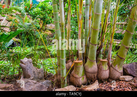 Los troncos de bambú, una especie de bambú gigante, populares, plantas tropicales y árboles para el jardín