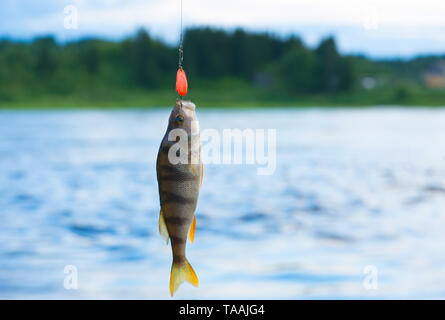 ?Aught Perca (Perca fluviatilis) es en el gancho. Es un pez en una caña de pescar con un telón de fondo de un paisaje. Foto de stock