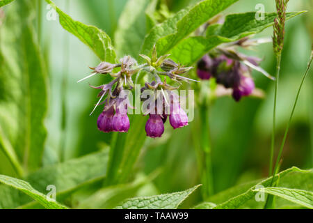 Beinwell Pflanze mit, lila, violett farbener Blüte, und grünen Blättern, Auf Der Wiese