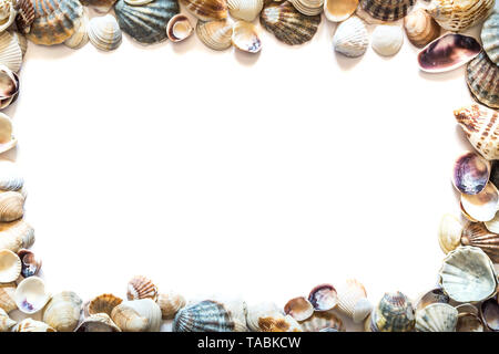 Marco de hermosas conchas diferente aislado sobre fondo blanco con espacio para el texto. Conchas de moluscos textura. Foto de stock