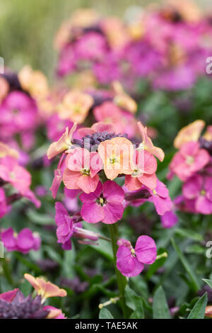 Erysimum cheiri 'Unset Purple' flores en primavera. Foto de stock