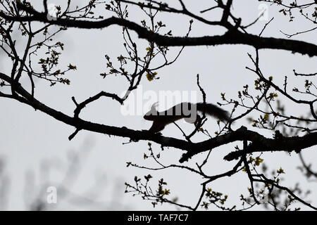 Ardilla roja (Sciurus vulgaris) en una sucursal, Vosges, Francia
