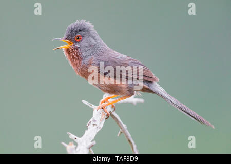 Dartford Curruca Mosquitera (Sylvia undata), macho adulto cantando desde una pequeña rama, Campania, Italia