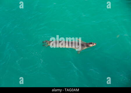 La foca monje (Monachus monachus), natación, Nouadhibou, Mauritania