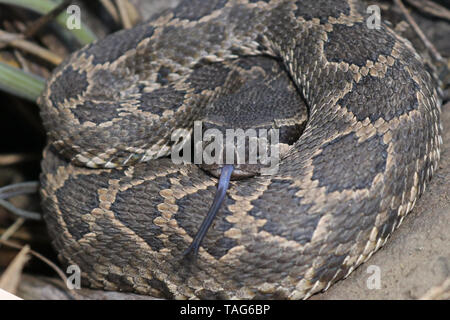 Pacífico Sur (serpientes de cascabel Crotalus oreganus helleri) Foto de stock