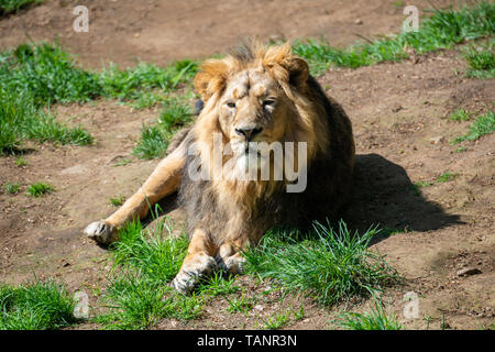 León asiático masculino (Panthera leo persicus) en el Zoológico de Edimburgo, Escocia, Reino Unido Foto de stock