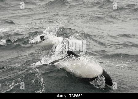 Los delfines de Commerson Foto de stock