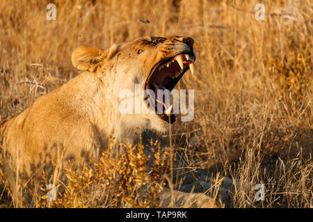 Hembra león rugiente abrir la boca y mostrando sus dientes y lengua Foto de stock