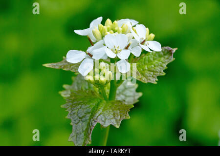 Alliaria petiolata ajo (mostaza), también conocido como Jack-por-la-hedge, cerca de un solitario flowerhead.