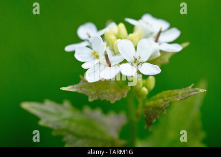 Alliaria petiolata ajo (mostaza), también conocido como Jack-por-la-hedge, cerca de un solitario flowerhead.