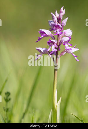 Cerca de un militar orquídea (Orchis militaris), madera Homefield, Buckinghamshire, REINO UNIDO Foto de stock